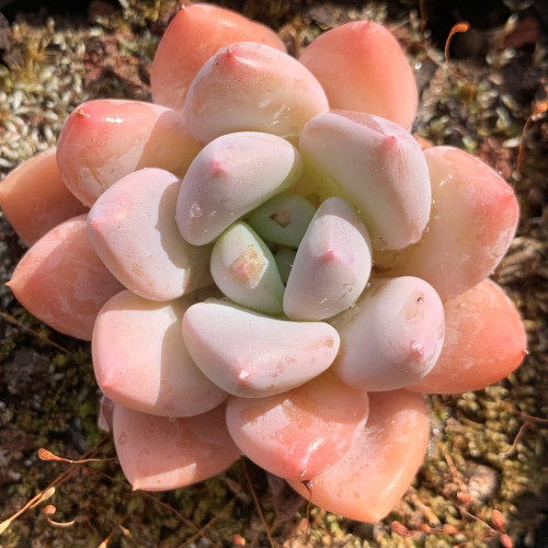 Echeveria 'Pinky' hybrid 5cm