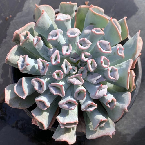 Echeveria runyonii ‘Topsy Turvy’ hybrid 8cm