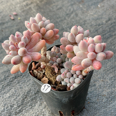 Sedum Baby Finger 7cm