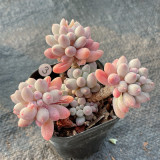 Sedum Baby Finger 7cm