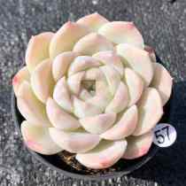 Echeveria pulidonis hybrid 7cm