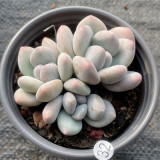 Pachyphytum oviferum 'HOSHIBIJIN' hybrid 7cm