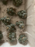 6CM Succulent Cactus Live Plant Lophophora williamsii ( L W ) Group Cactaceae Rare