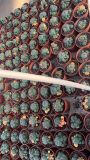 6CM Cactus Live PlantLophophora williamsii variegata pluriceps Cactaceae Rare