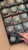 5CM Lophophora williamsii Cactus Live Plant  Cactaceae Rare