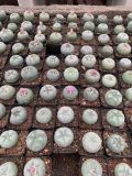 100Pieces Lophophora williamsii Seeds  Succulent Cactus Seed Cactaceae Rare Wholesale