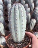 12CM Cipocereus Bradei Cactaceae Succulent Cactus Live Plant Beautiful Plant