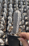 Euphorbia abdelkuri Balfour fil 15cm