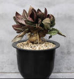 6cm Succulent Cactus Live Plant Euphorbia Francoisii Home Garden Rare Root Tuber