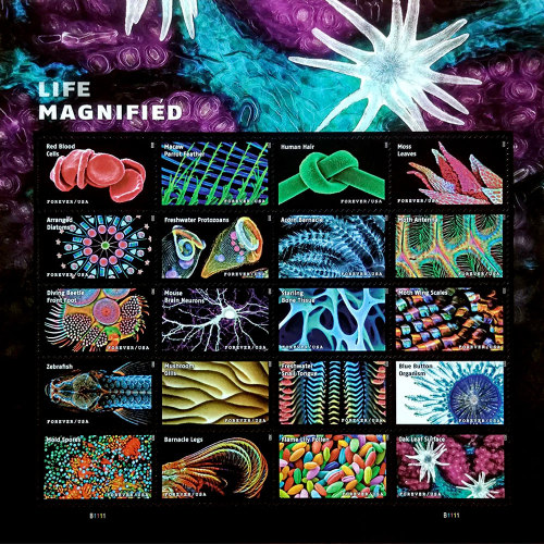 Life Magnified 2023 - 5 Sheets / 100 Pcs