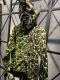 MOWAX UNKLE camo wide full zip Hoodie Green HDCP6762