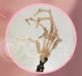 CroissantDoll(羊角社Doll) 手描きメイク #B04 155cm ビニール製ヘッド アニメ ゲーム コスプレ系 アダルト ドール