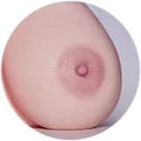 Erovenus Jasmine LoveNestleシリーズ LN-T-011 シリコン材質 半身 トルソー 巨乳 ラブドール