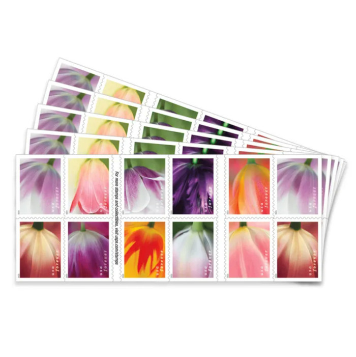 Tulip Blossoms 2023 - 5 Booklets / 100 Pcs