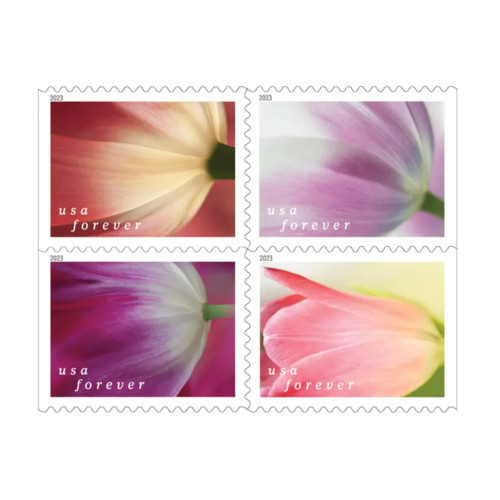 Tulip Blossoms 2023 - 5 Booklets / 100 Pcs