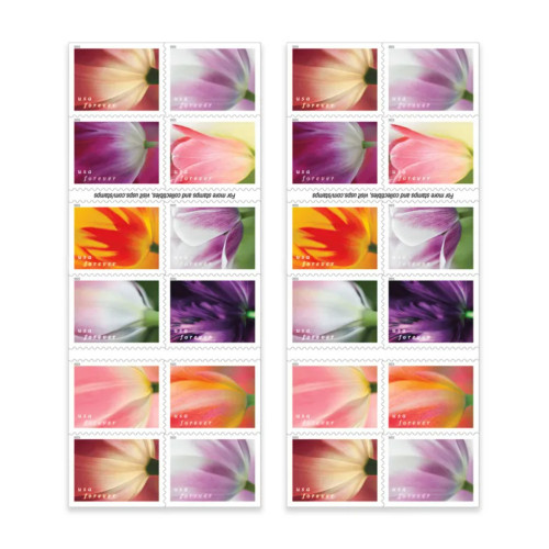 Tulip Blossoms 2023 - 5 Booklets / 100 Pcs