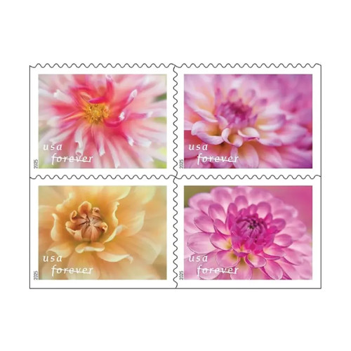 Dahlias 2025 - 5 Booklets / 100 Pcs