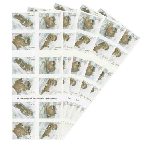 Otters In Snow 2021 - 5 Booklets / 100 Pcs