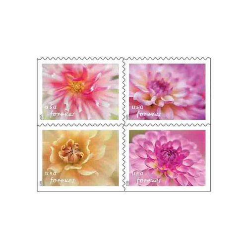 Dahlias 2025 - 5 Booklets / 100 Pcs