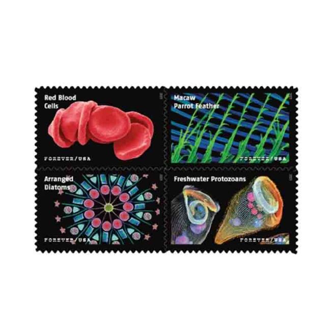 Life Magnified 2023 - 5 Sheets / 100 Pcs