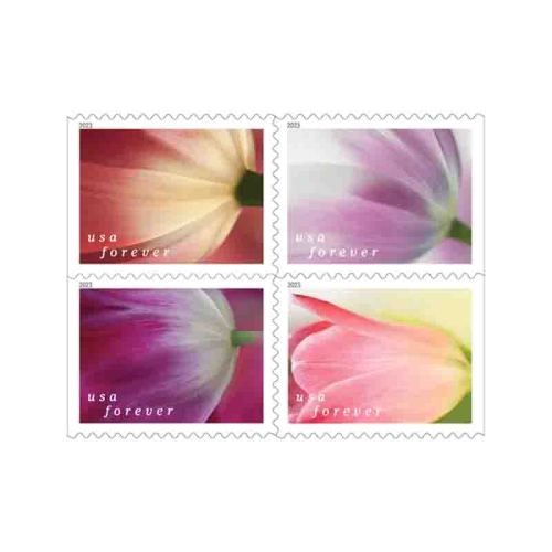 Tulip Blossoms 2023 - 5 Booklets / 100 Pcs