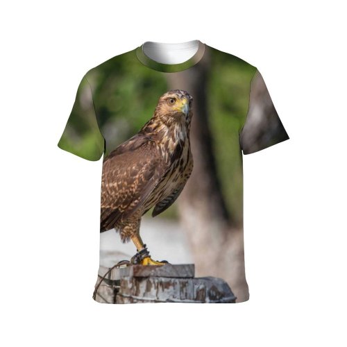 yanfind Adult Full Print T-shirts (men And Women) Wood Bird Eagle Portrait Outdoors Wild Hunter Wildlife Daylight Raptor Falconry