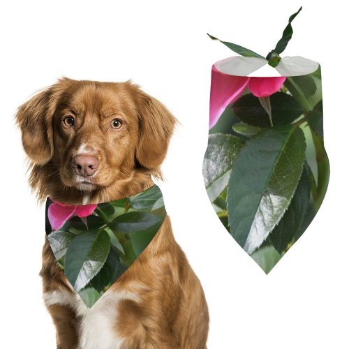 Pet Scarf  Kerchiefs Accessories for Small to Large Dogs Cats