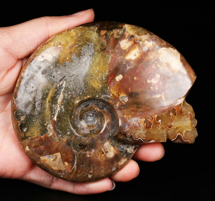 3.9'' Ammonite Fossil Z755