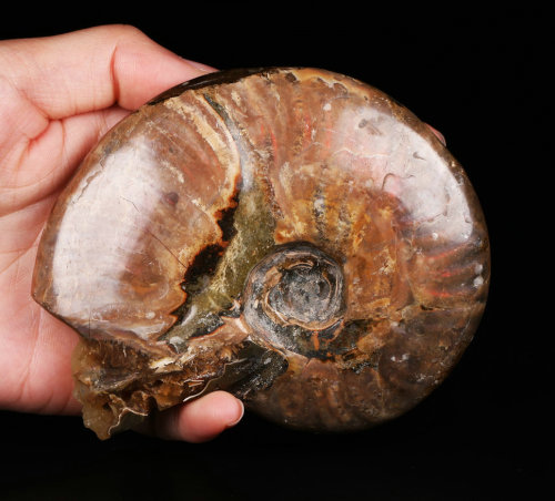 3.9'' Ammonite Fossil Z755