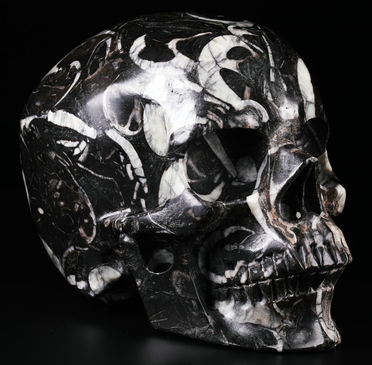 US$ 75.00 - 5.0 '' Shell Stone M28 - www.mrskull-crystalskulls.com