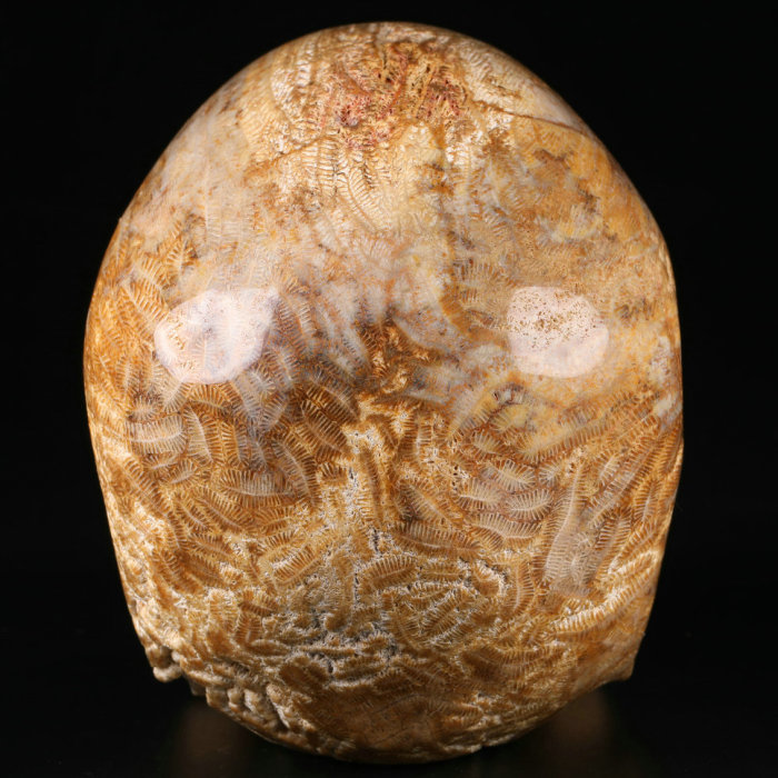 5 '' Coral Fossil Jasper P265