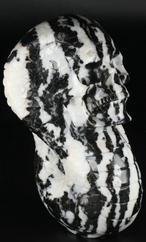6.3 '' Zebra Jasper M1349