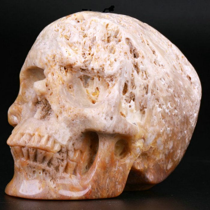 3 '' Coral Fossil Jasper K3059