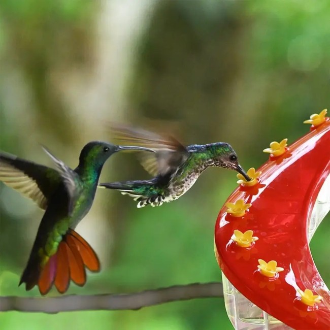 Single Helix Plastic Hummingbird Feeder for Outdoor Hanging