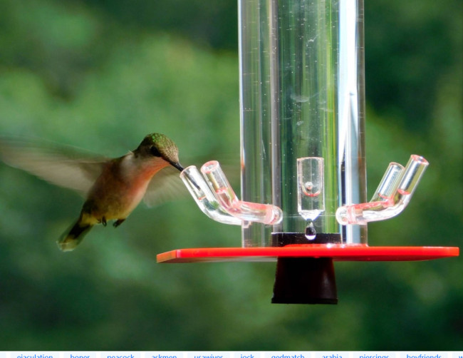 Cylindrical plastic hummingbird water feeder 5 ports for hanging outside