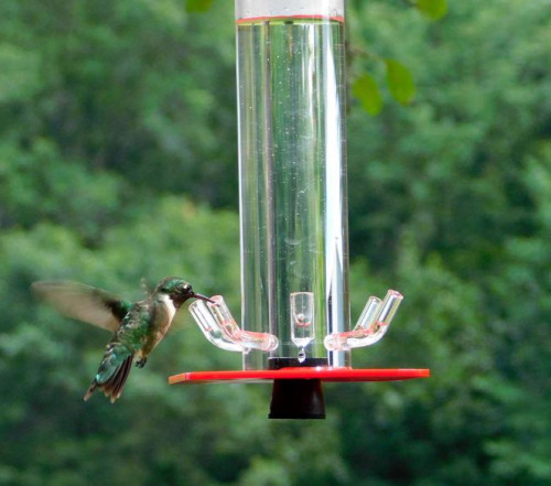 Cylindrical plastic hummingbird water feeder 5 ports for hanging outside