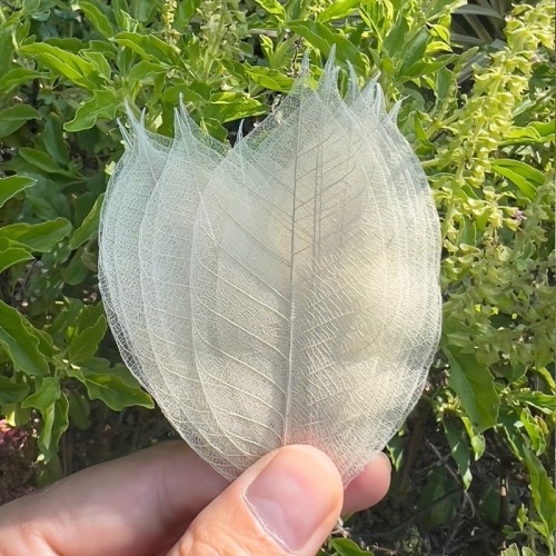 50pcs Leaf Skeleton Set, White Rubber Tree Stems for Scrapbooking Decorations, Wedding Party Tabletop Decor, DIY Craft Kit, Bouquet Accessories, Seasonal Gift