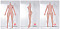 150cm Bカップ