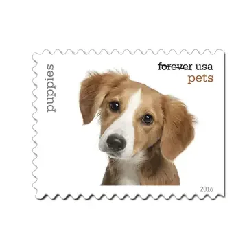 Pets 2016, 5 Booklets 100pcs