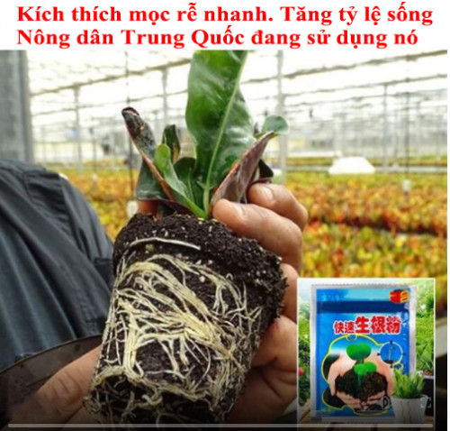 Bột kích mọc rễ Thích hợp 99% cho sử dụng thực vật【Người nông dân Trung Quốc đều đang sử dụng nó】