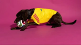 Colombia 2026 World Cup Home PET Jersey 