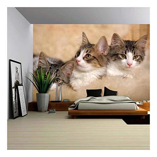 Three Kittens Lying Beside - Removable Wall Mural | Self-Adhesive Large Wallpaper - 100x144 inches