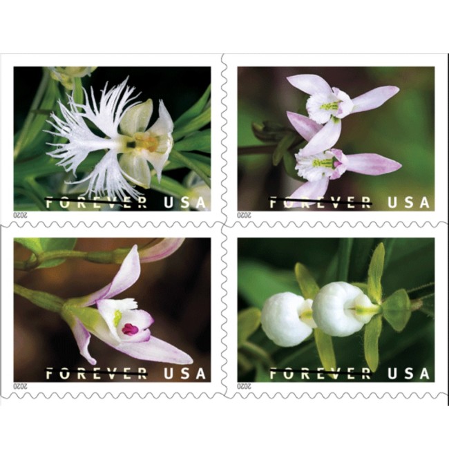 Wild Orchids 2020  (Book)