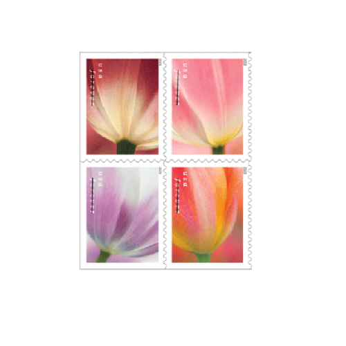 Tulip Blossoms 2023  (Book)