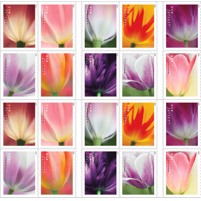 Tulip Blossoms 2023  (Book)