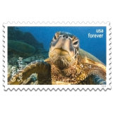 Protect Sea Turtles