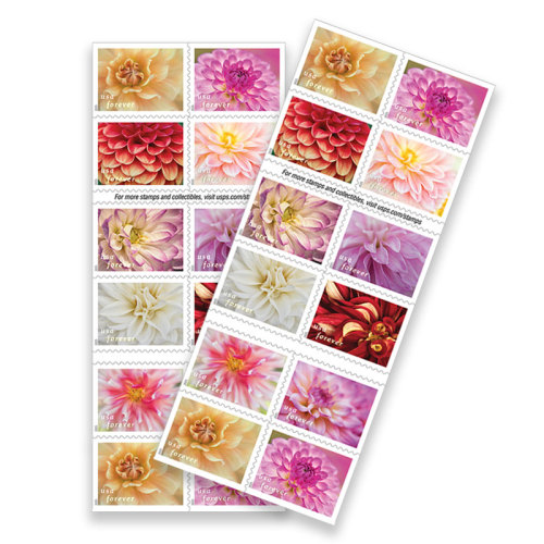 Dahlias