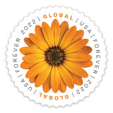 African Daisy