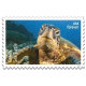 Protect Sea Turtles