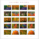 Autumn Colors